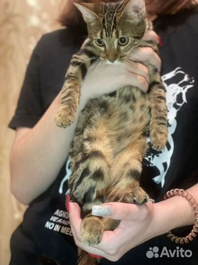 Абикун котята
