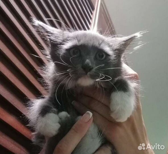 Пушистая девочка - котёнок в дар