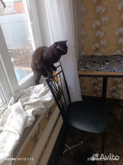 Котик шотландец