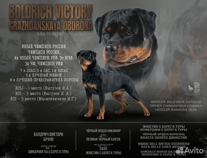 Щенки ротвейлера