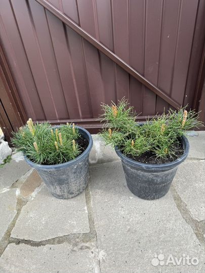 Сосна горная пумилио