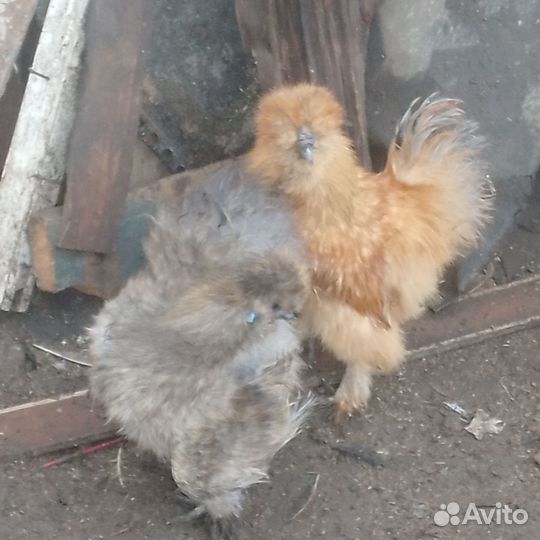 Петушки молодые