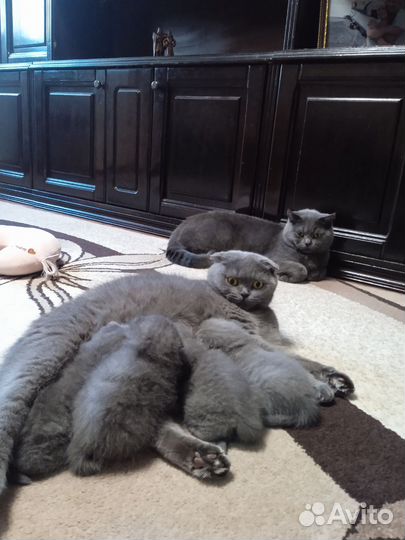 Шотландская вислоухая кошка бесплатно