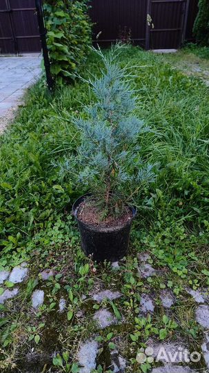 Можжевельник скальный Мунглоу 70-80см 10л