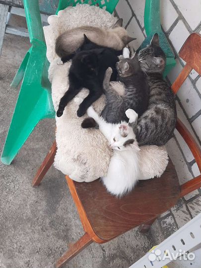 Котята в добрые руки