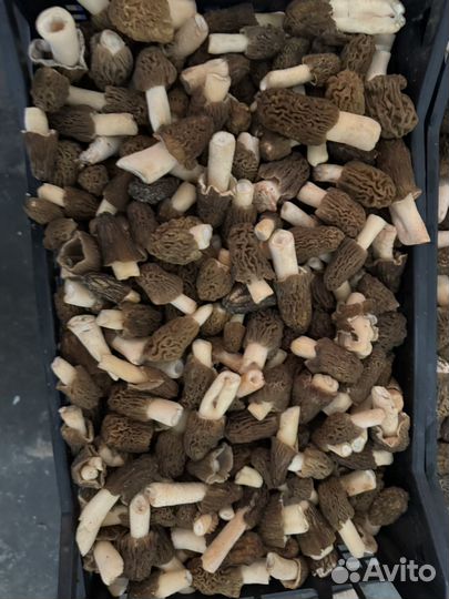 Грибы сморчки