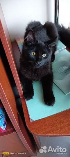 Кошка
