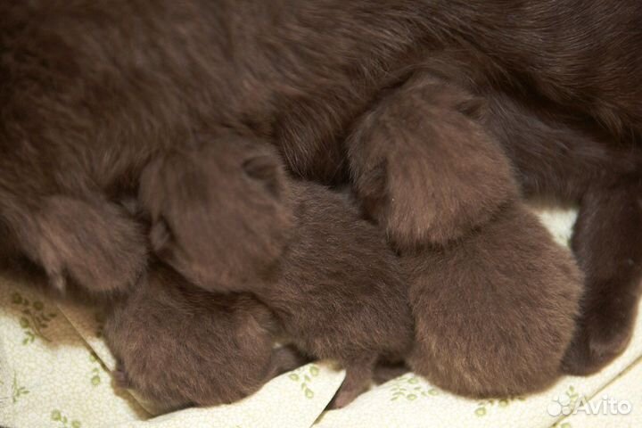 Молодой кот. Вязка