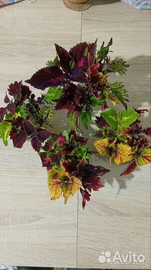 Колеусы вегетативные