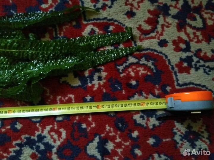 Криптокорина Апоногетонолистная(гиганская)