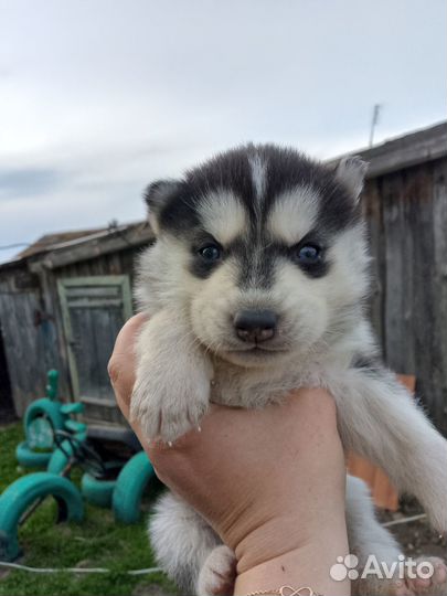 Щенки хаски