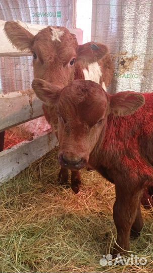 Бычки и телята