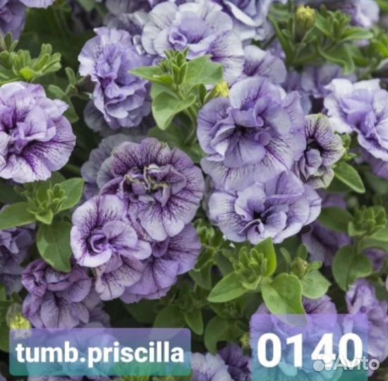 Вегетативная петуния, укорен.Черенки