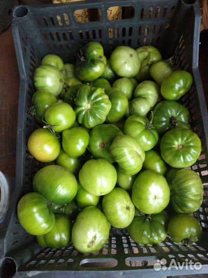 Продам помидоры