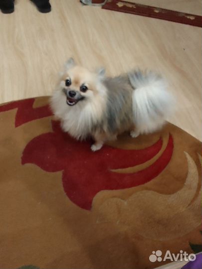 Мини шпиц вязка