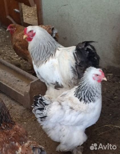 Петухи 