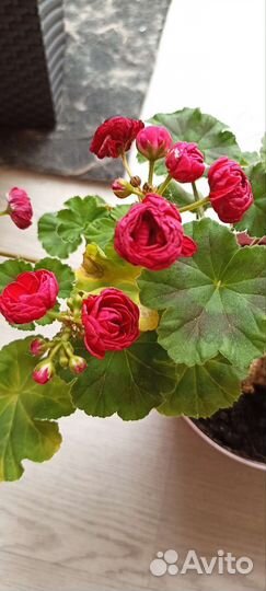 Пеларгония Pac Viva Rosita