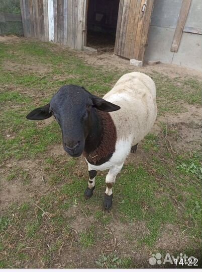 Баран дорпер -продан) остались ягнята и три овцы