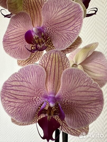 Орхидея фаленопсис Golden Leopard