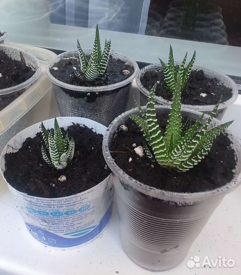 Комнатные цветы