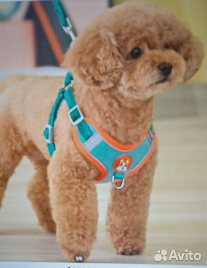 Шлейка с поводком для маленькой собаки