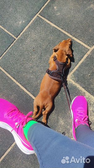 Карликовая такса