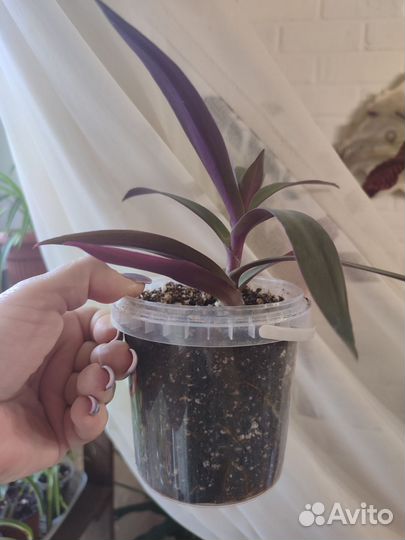 Традесканция