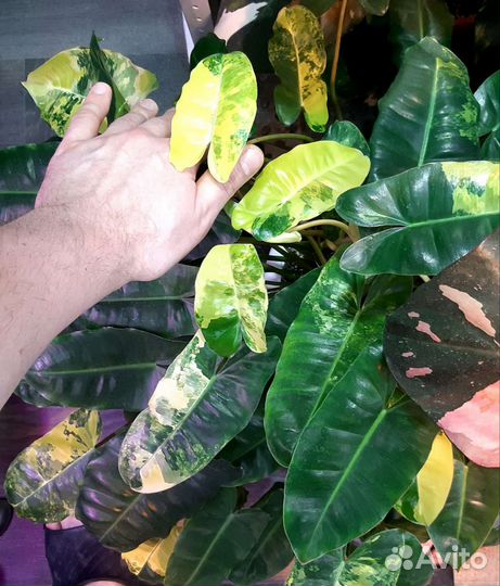 Филодендрон Бурле Макс