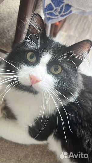 Кот