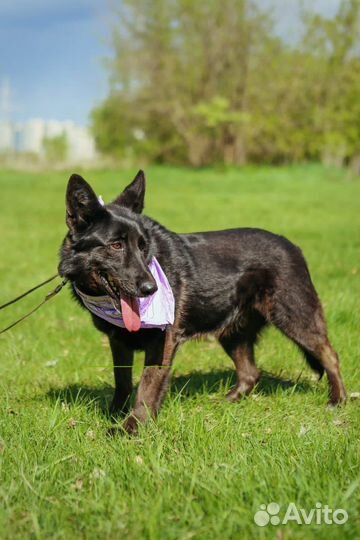 Красивая черная собака ищет семью