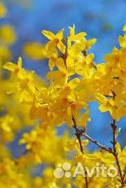 Форзиция пониклая