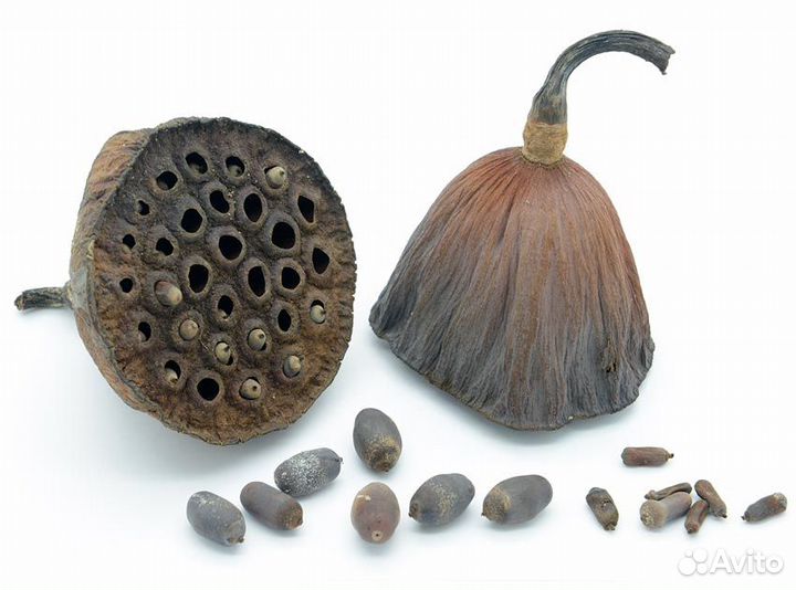 Семена лотоса