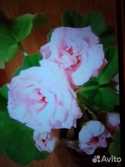 Сортовые герани