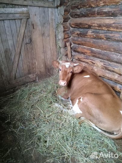 Телка 10 месяцев