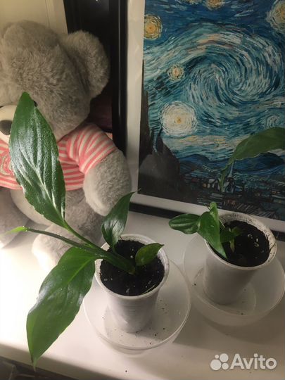 Спатифиллум