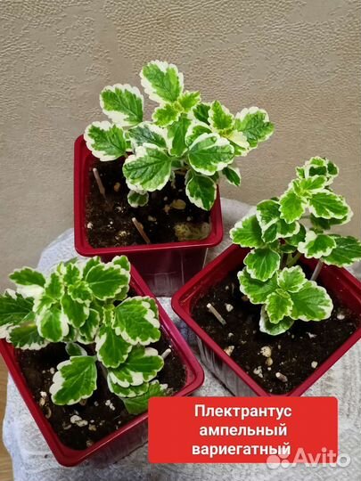 Ампельные растения для дома и сада