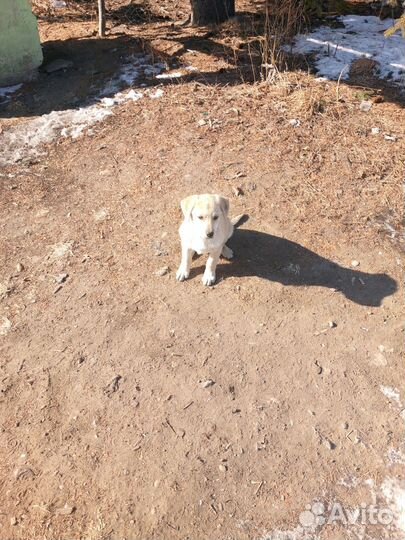 Собака в добрые руки