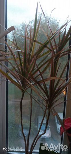 Кротон, Драцена, Денежное дерево