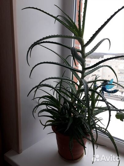 Алоэ столетник