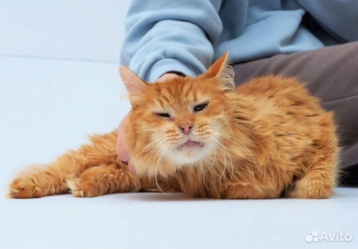 Очень ручной