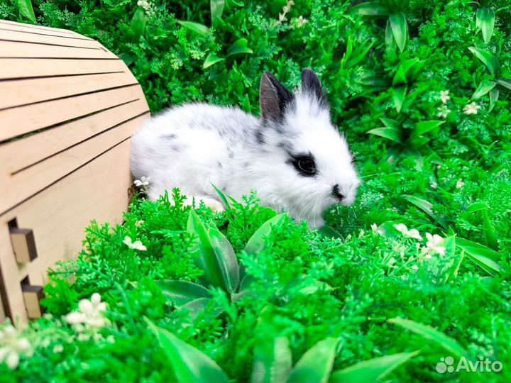 Карликовый белый кролик мини ручной