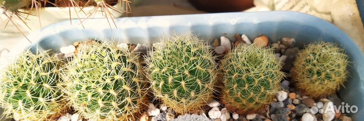 Кактусы редкие
