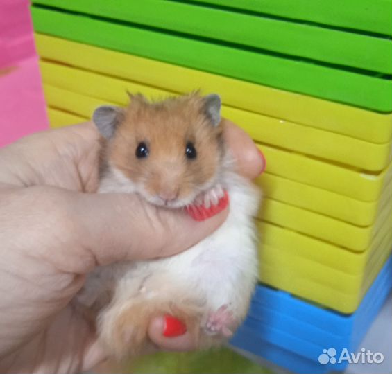 Сирийские,джунгарские хомяки(выбор клеток)