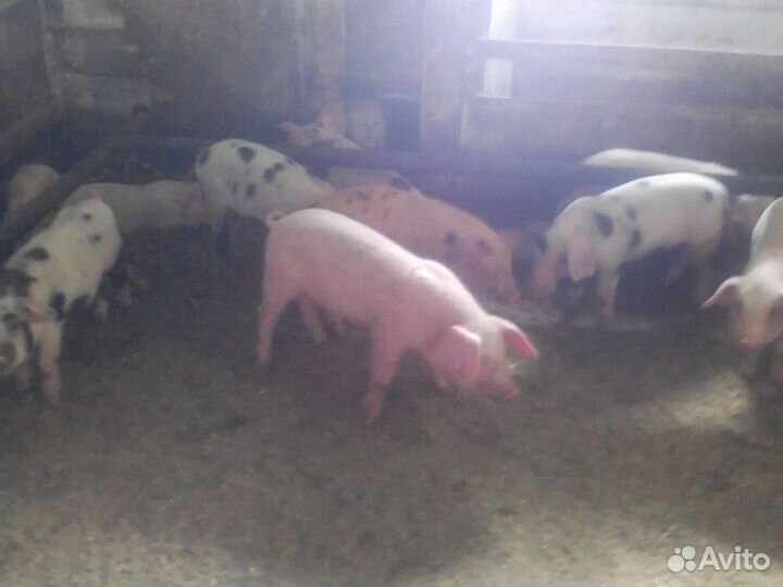 Поросята