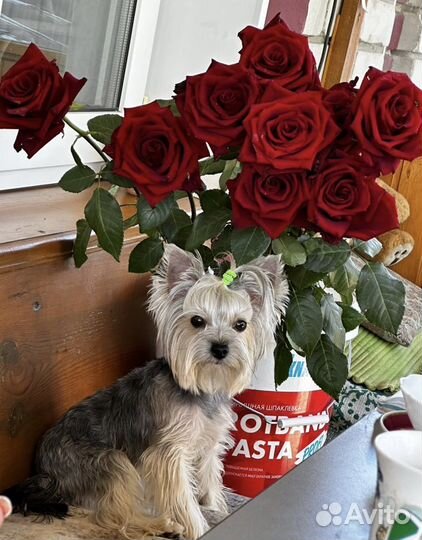 Йоркширский терьер мини