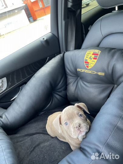 Американские булли щенки покет