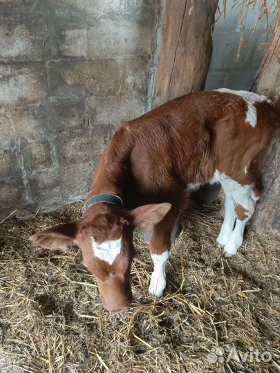 Теленок бычок