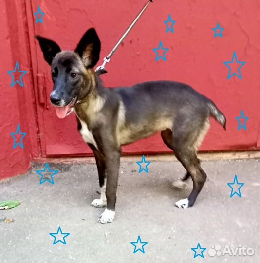 Шоколадная Синди в дар