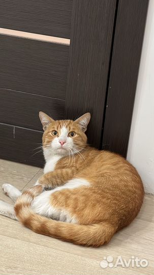 Кошка