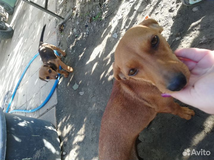 Щенок девочка бесплатно